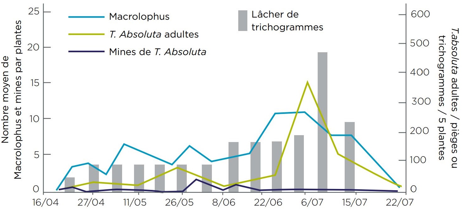 Stratégie optimale à adopter pour la lutte contre Tuta absoluta