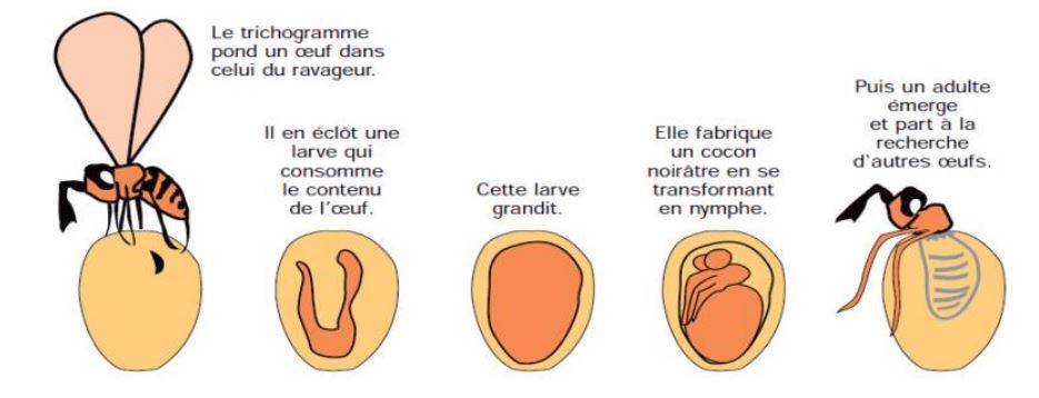 Mode d'action des trichogrammes