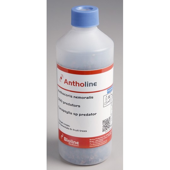 Antholine-flacon de 500 individus