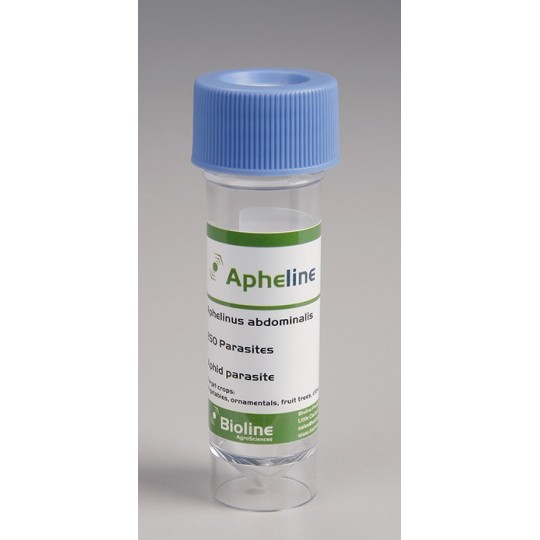 Apheline flacon de 250 individus