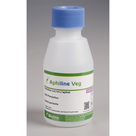 Aphiline veg, flacon de 500 parasitoïdes