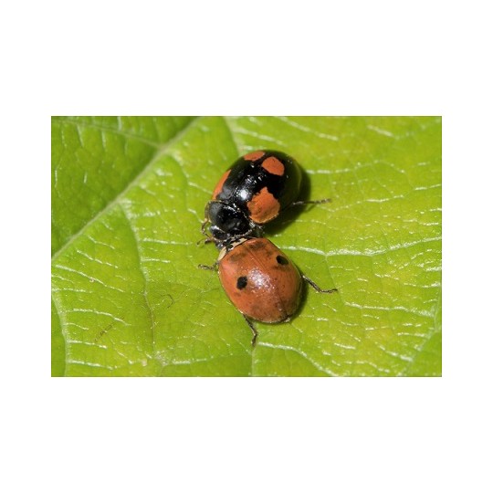 Adalia bipunctata