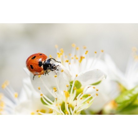 Coccinelles pour distributeurs