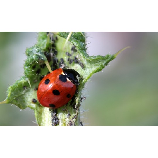 Coccinella septempunctata